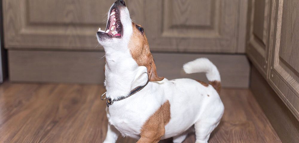 mi perro no para de ladrar