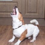 mi perro no para de ladrar