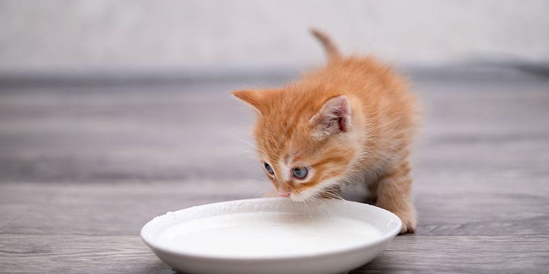 cuidar a un gato bebé