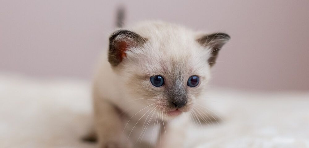 cuidar a un gato bebé