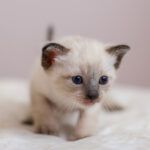 cuidar a un gato bebé