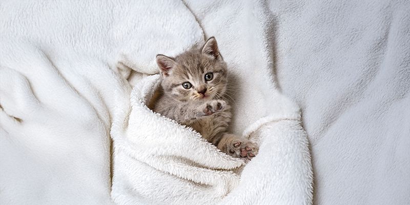 cuidar a un gato bebé