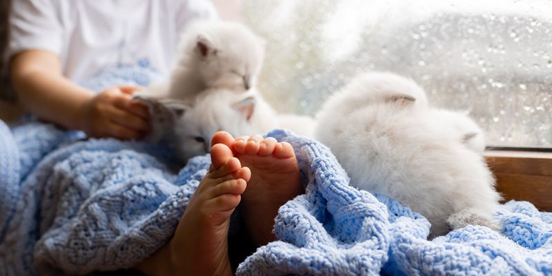 cuidar a un gato bebé