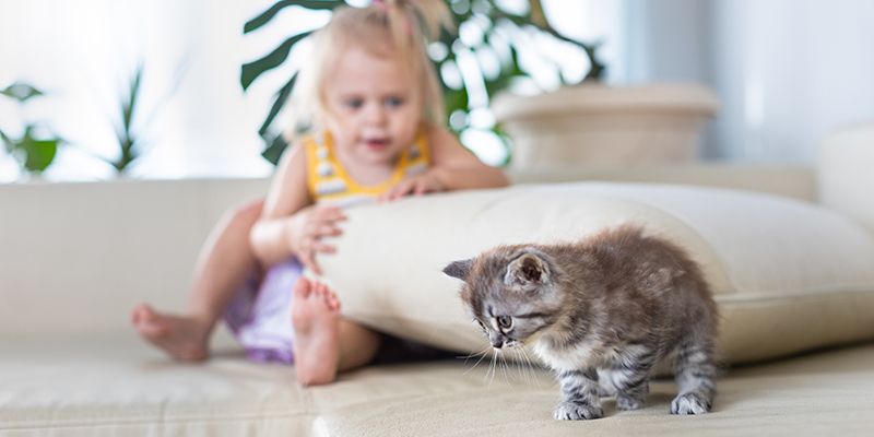 cuidar a un gato bebé