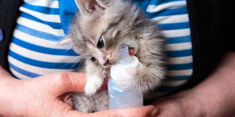cuidar a un gato bebé