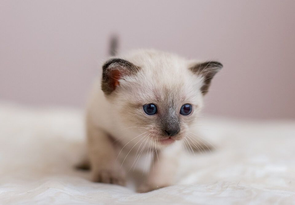 cuidar a un gato bebé