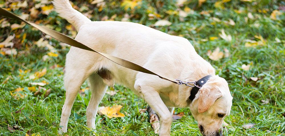 diarrea perros
