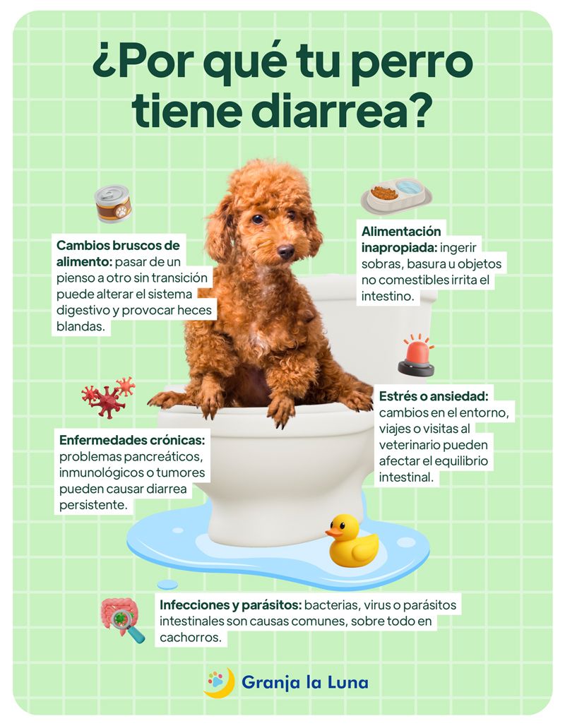 diarrea perros