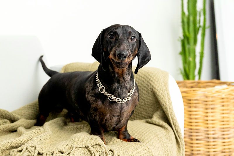 mejores razas de perros para casa