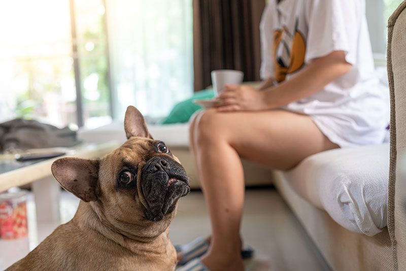 mejores razas de perros para casa