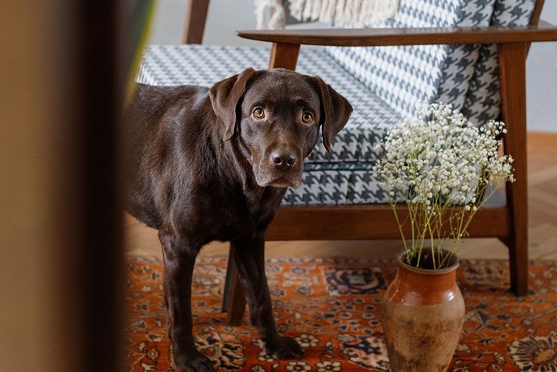 mejores razas de perros para casa