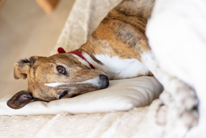 mejores razas de perros para casa