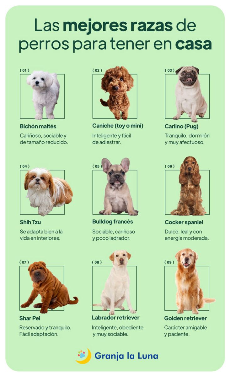 mejores razas de perros para casa