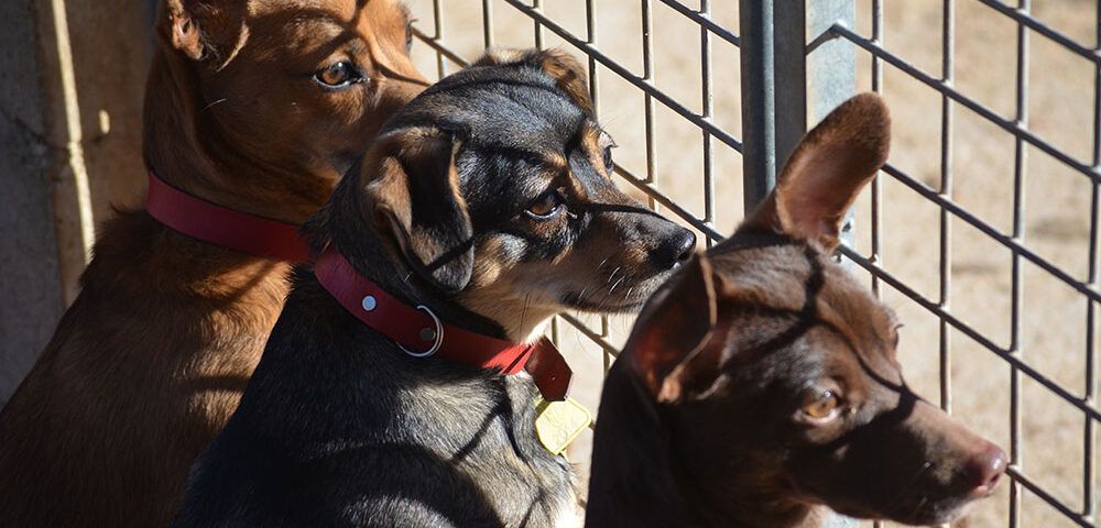 7 motivos para adoptar un perro