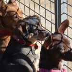 7 motivos para adoptar un perro