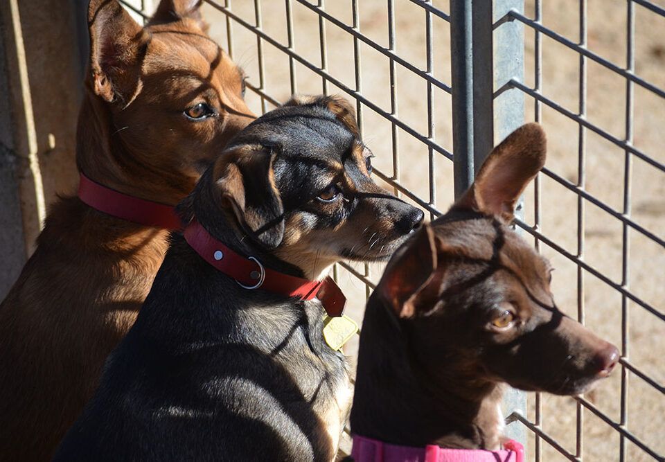 7 motivos para adoptar un perro