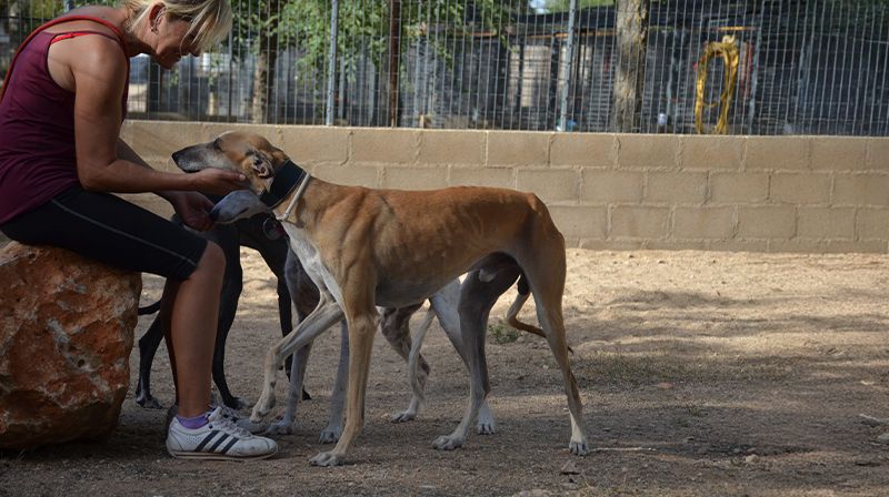 adoptar un perro