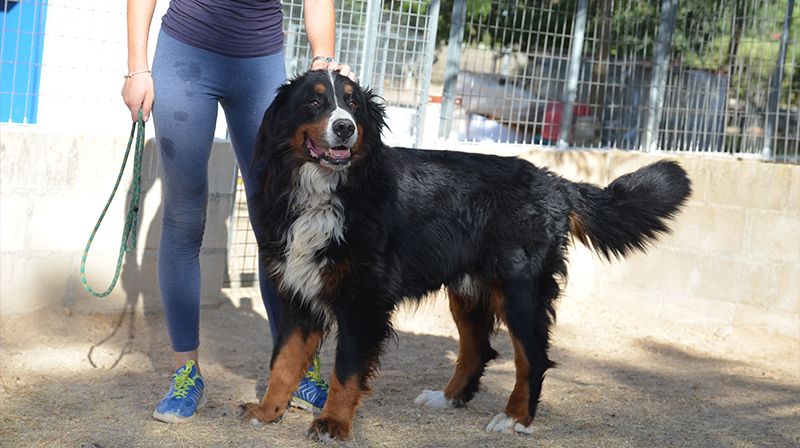 adoptar un perro
