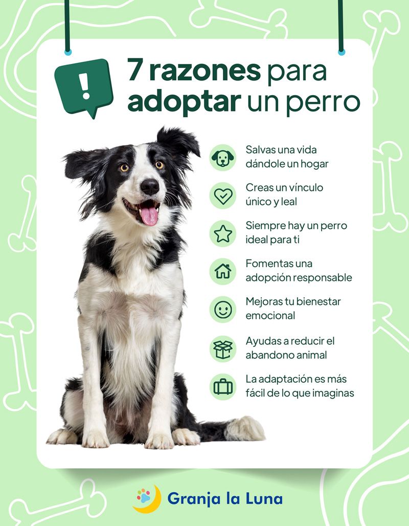 adoptar un perro