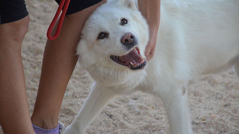 adoptar un perro