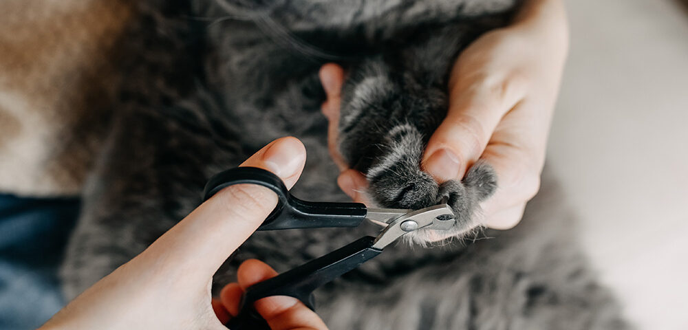 cómo cortar uñas gato