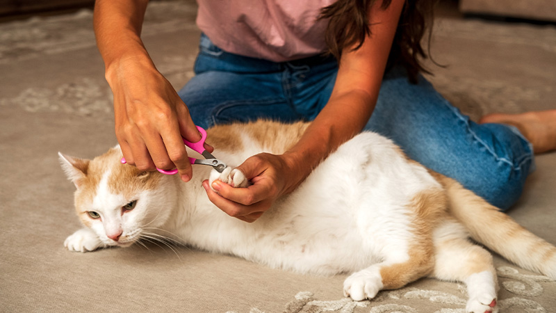 cómo cortar uñas gato