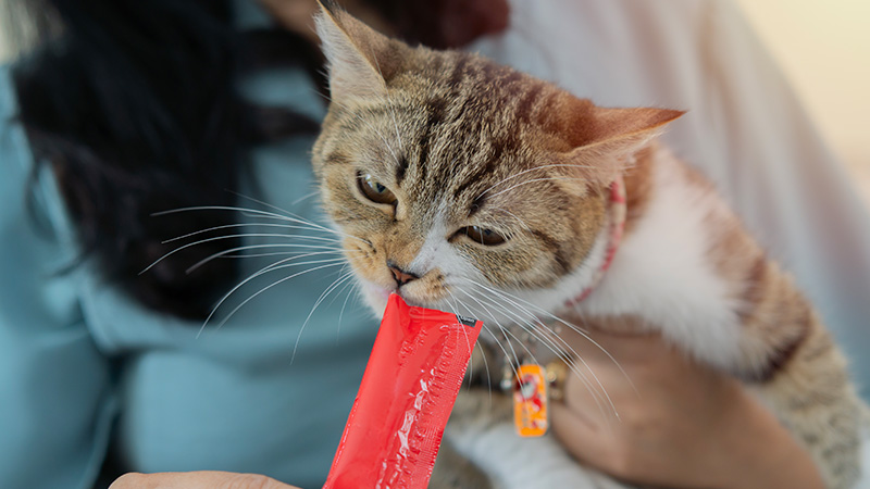 cómo cortar uñas gato