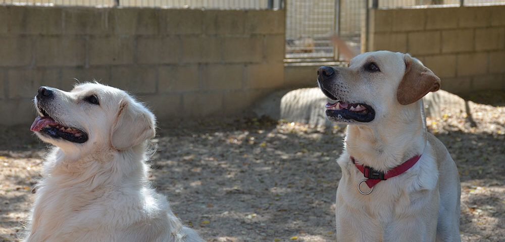 residencia mascotas primavera