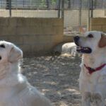 residencia mascotas primavera