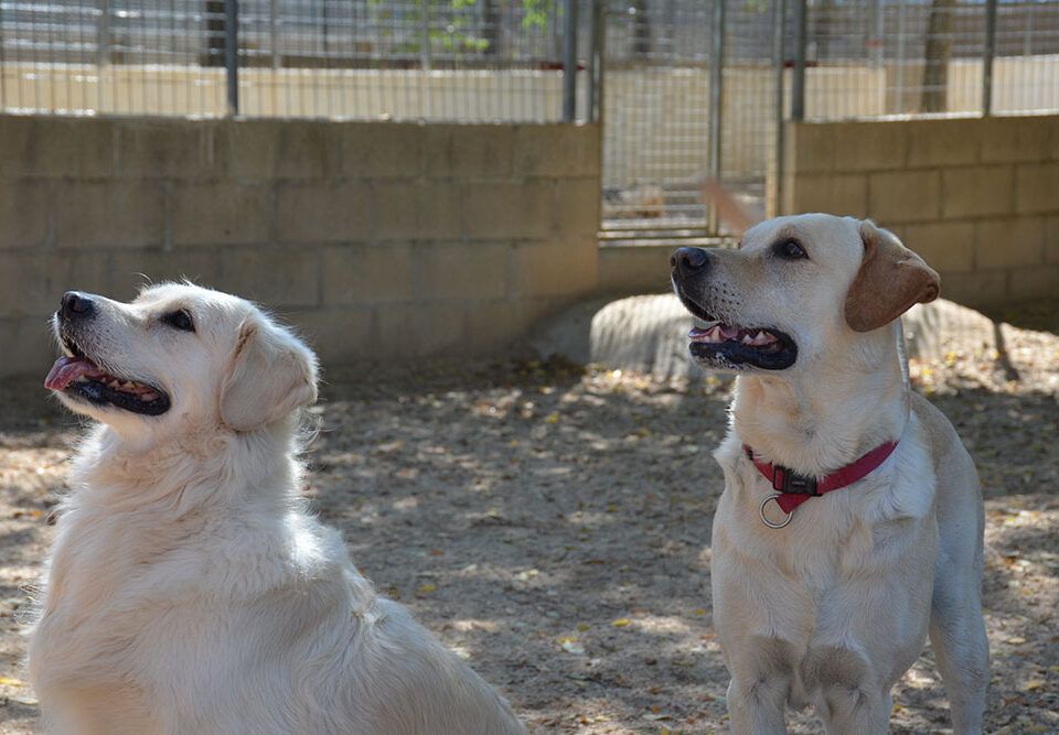 residencia mascotas primavera