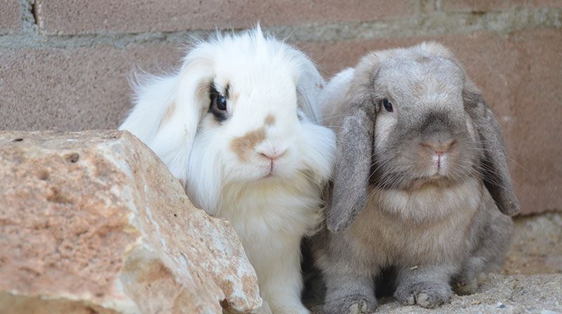 residencia mascotas primavera
