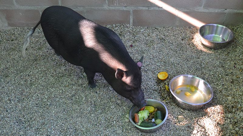 residencia mascotas primavera