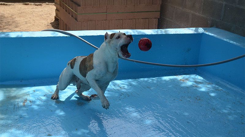 residencia mascotas primavera