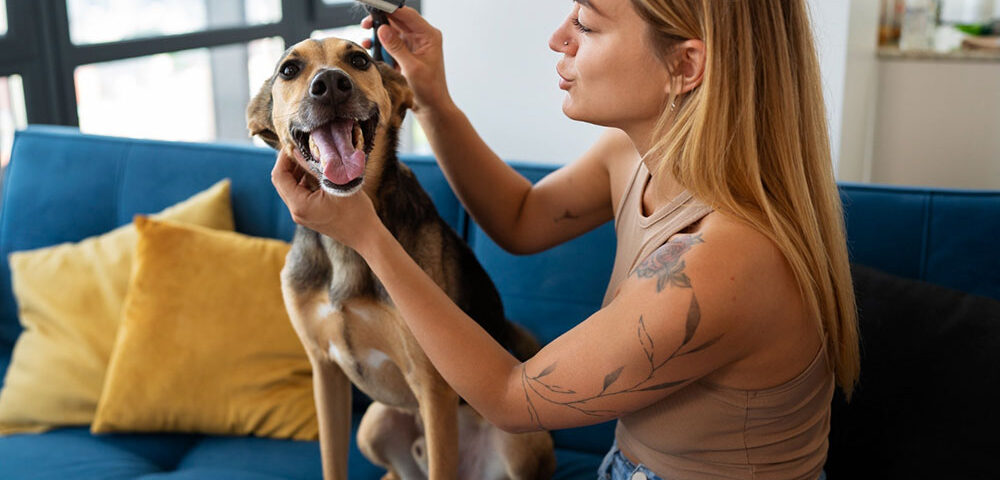 cómo quitar una garrapata a un perro