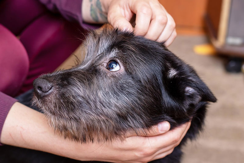 cómo quitar una garrapata a un perro