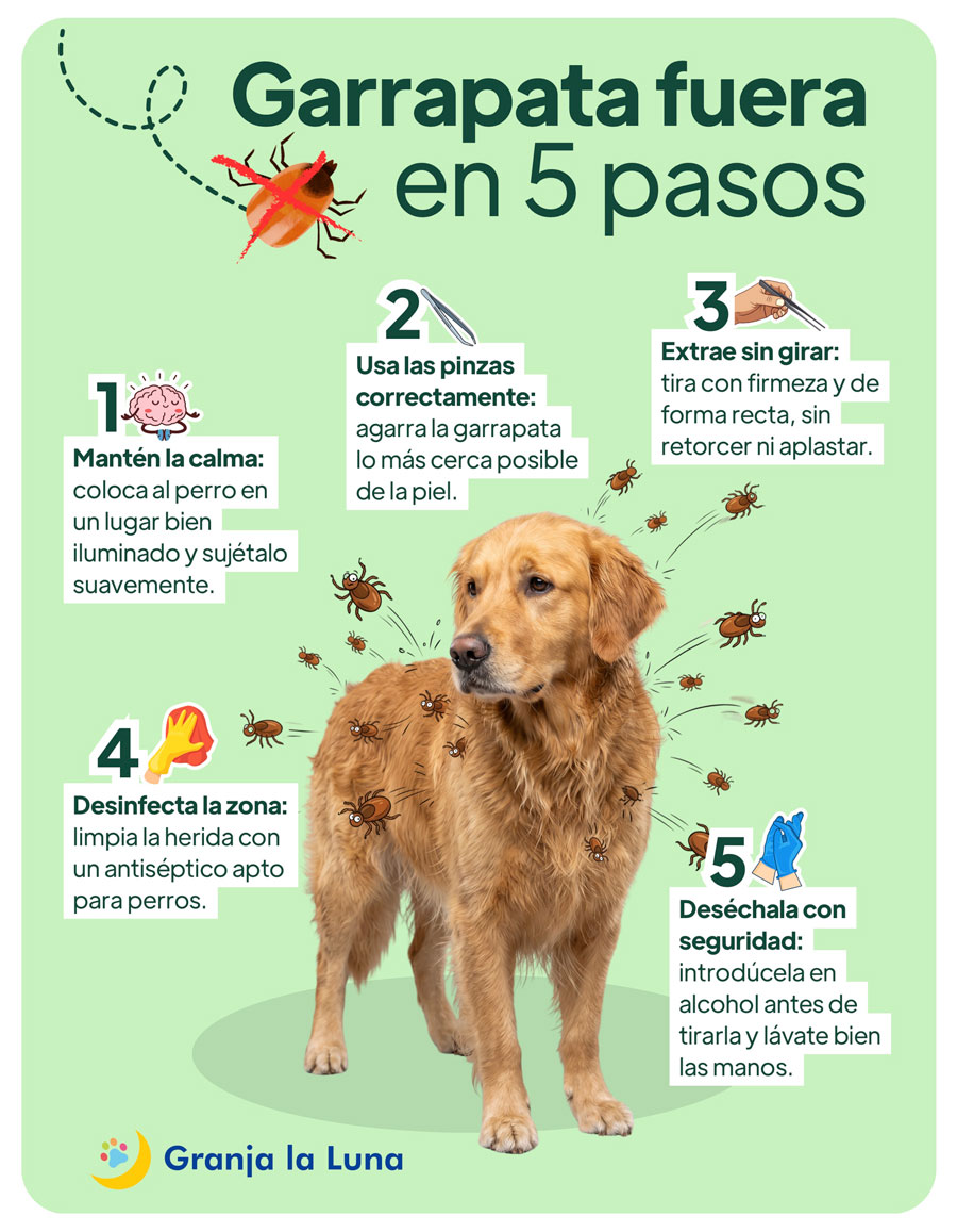garrapata perros