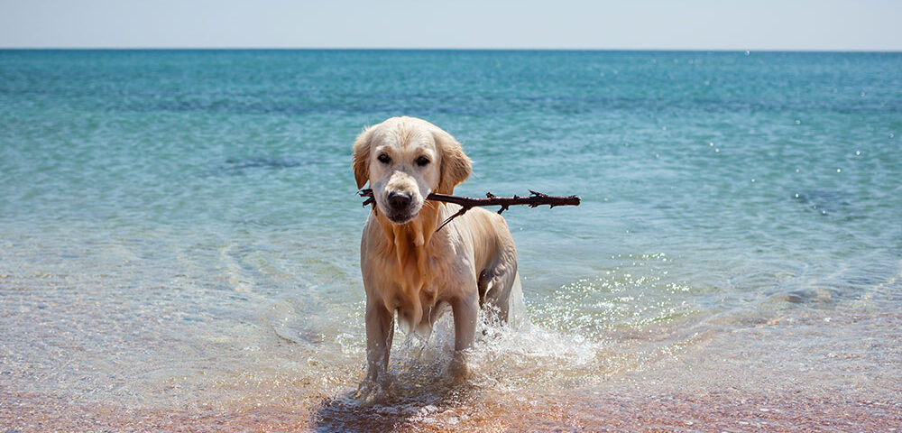 playas perros españa