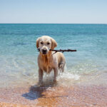 playas perros españa