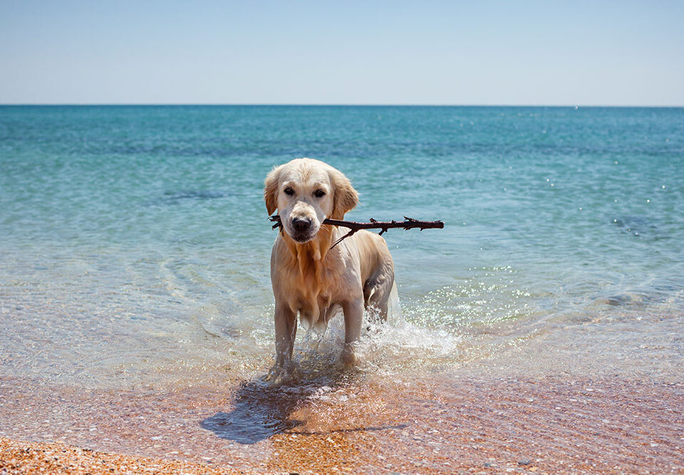 playas perros españa