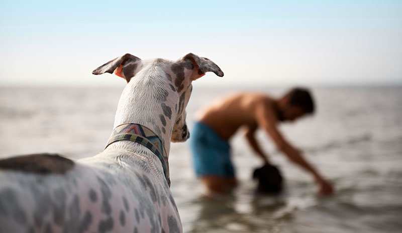 playas perros España 