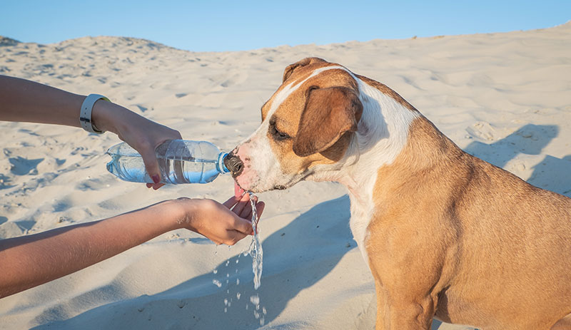 playas perros España 