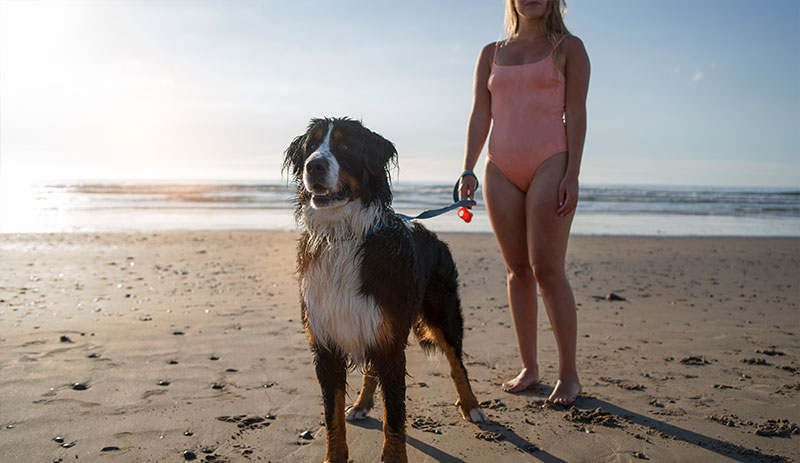 playas perros España 