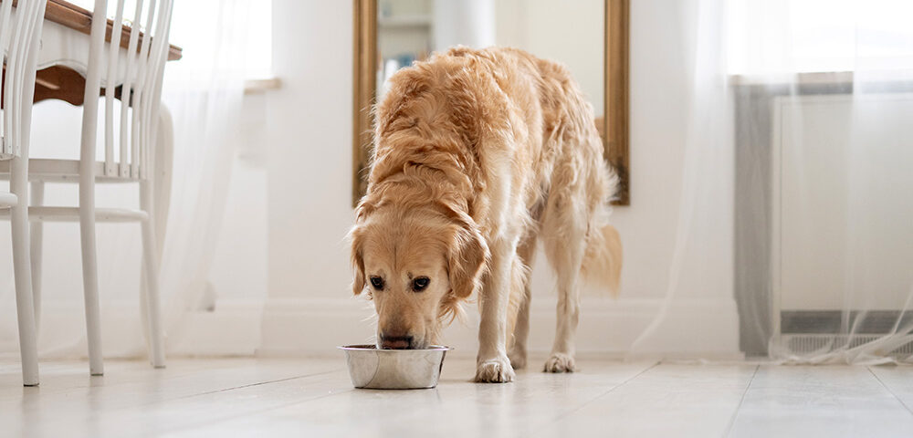mejor alimentación para perros