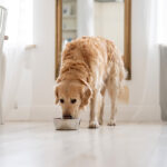mejor alimentación para perros