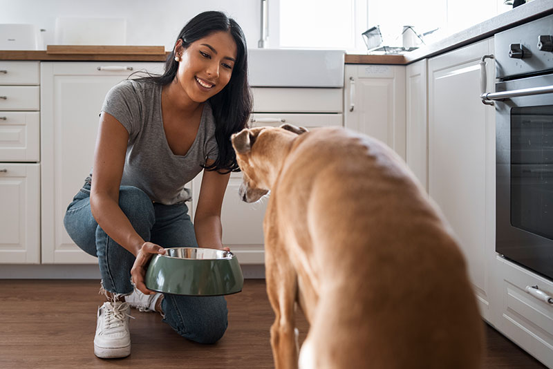 mejor alimentación para perros