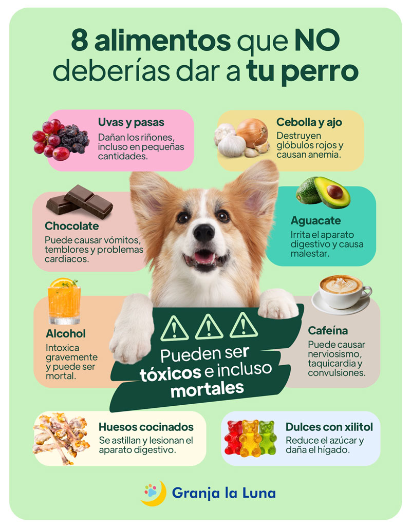 mejor alimentación para perros