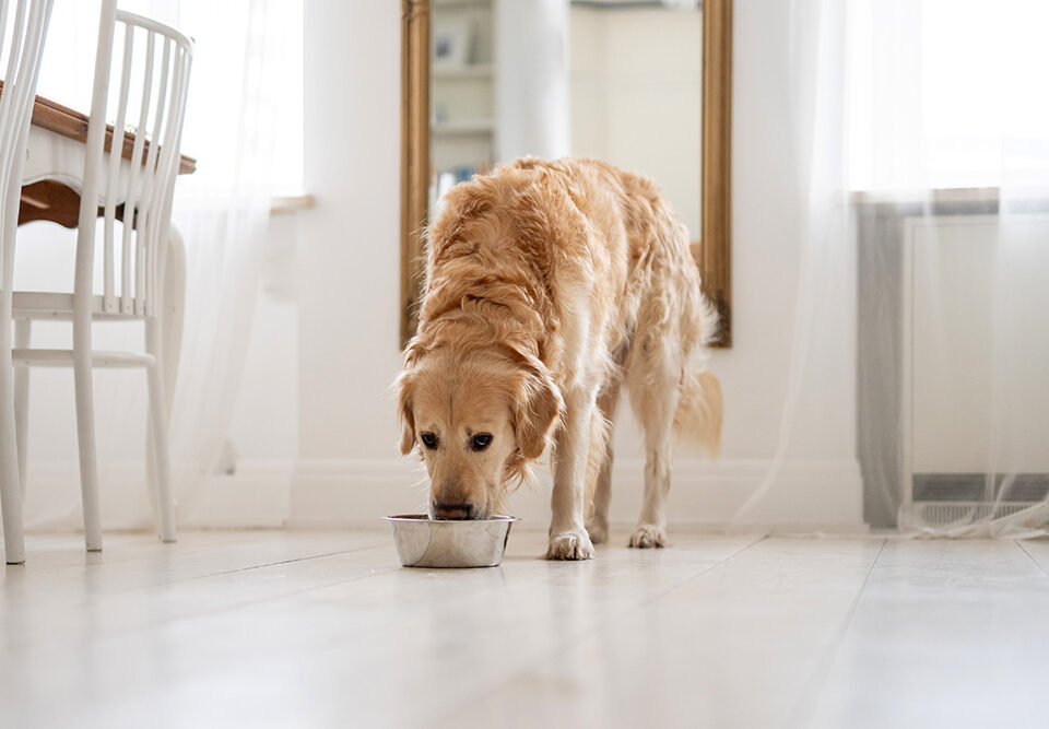 mejor alimentación para perros
