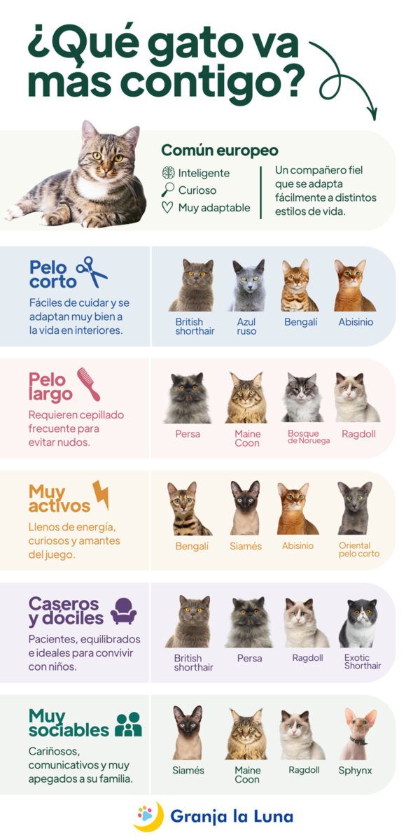tipos de gato