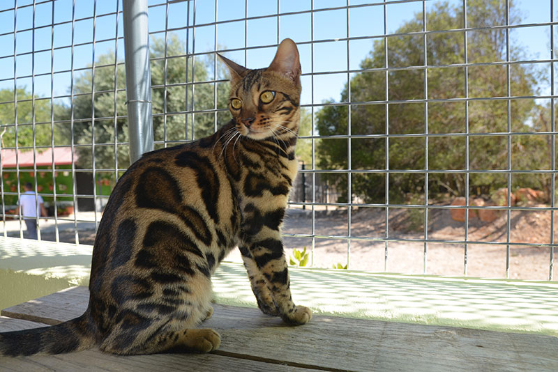 tipos de gatos