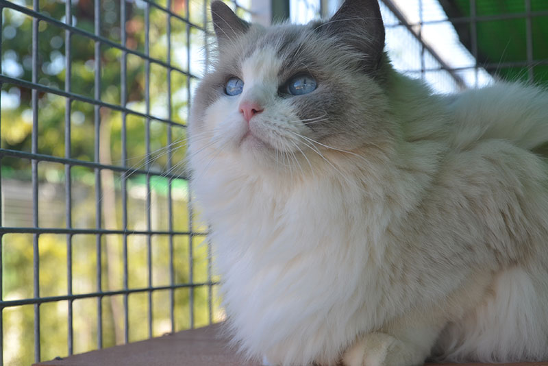 tipos de gatos